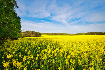 Rapsfeld - Raps - Rapsblüte - Feld - Yellow - Rapeseed - Beautiul - Sky - Background - Concept  -...