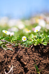 Field of daisies taken from ground level. Above and below ground.  Daisies on blurred background. 