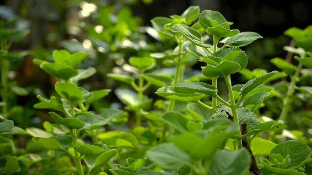 A closeup footage of Mexican mint (Coleus amboinicus) plants growing in the garden in daylight, Herb Ajwain close up view