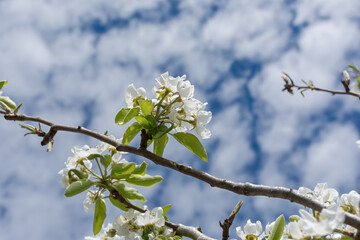 A pear is blooming against a blue sky. Flowering branches and feathery clouds. Spring atmospheric natural background. The beautiful trees bloomed in April. The concept of joy, warmth and tenderness. - 793632012