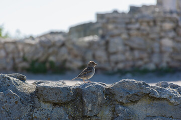 A sparrow on a stone in close-up. A funny bird is looking at the camera. Blurred natural background of rocks and grass. A young sparrow looks around and watches. Living in the wild. A sunny summer day - 793632037