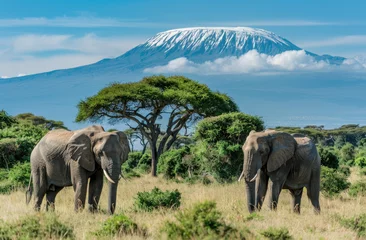 Türaufkleber Kilimandscharo Two elephants walk through the savannah with Mount Kilimanjaro in the background, creating an amazing view of these majestic animals against the backdrop of the iconic mountain