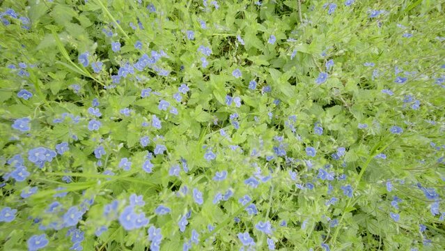 Veronica chamaedrys flowers in a meadow, slider movement