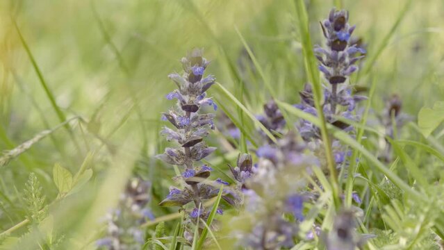 in a meadow (Ajuga reptans) purple flowers