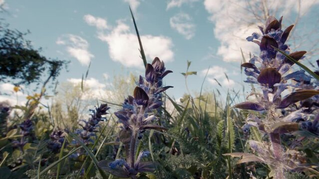 Flugelweed (Ajuga reptans) in a meadow