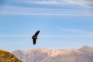 vulture in flight