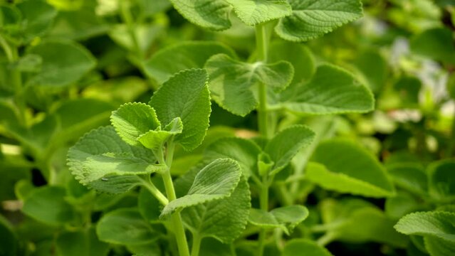 A closeup footage of Mexican mint (Coleus amboinicus) plants growing in the garden in daylight, Herb Ajwain close up view
