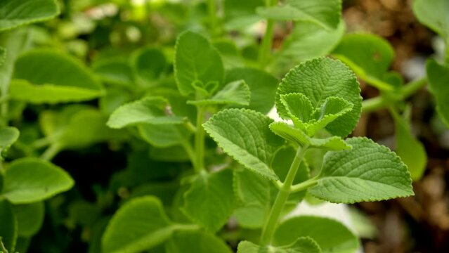 A closeup footage of Mexican mint (Coleus amboinicus) plants growing in the garden in daylight, Herb Ajwain close up view
