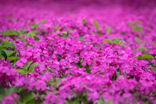 r&oacute;żowe floks skrzydlasty, phlox subulata