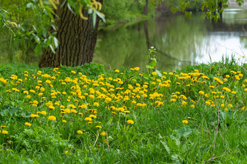 Landscape with a river and kulbaba, dandelion. - obrazy, fototapety, plakaty