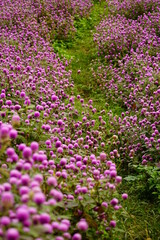 Obraz premium Close-up of purple Gomphrena globosa flower