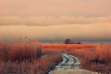 misty morning in the meadow