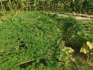 bitter gourd or bitter melon,momordica charantia on vine plant in blur background
