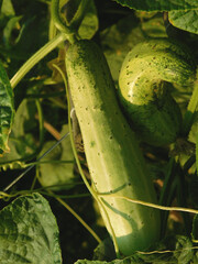 Green fresh cucumbers hang on the plant in the greenhouse. Growing vegetables in the garden