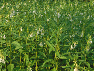 Fototapeta premium Green sesame plant blooming in field and bud