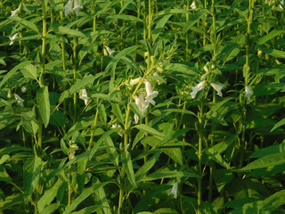 Naklejka premium Green sesame plant blooming in field and bud