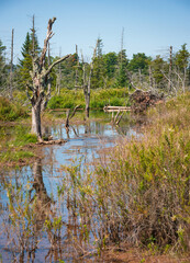 Canaan Valley National Wildlife Refuge, Wildlife refuge in West Virginia