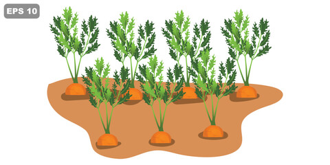 Carrot plant on soil vector illustration. Carrots growing in the ground. Vegetable garden.