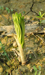 Elephant foot yam plant in Indian jungle