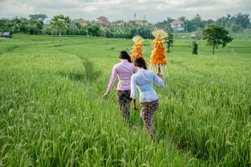 Women walking in the rice fields carrying gebogan. Gebogan is a Hindu offering in Bali which consists of an arrangement of fruit, snacks and flowers arranged neatly on a tray.