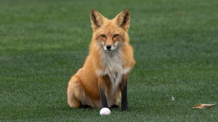 Naklejka premium A red fox at home on a golf course