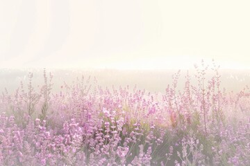 Obraz premium Serene lavender field on a soft transparent white backdrop, evoking a sense of calmness