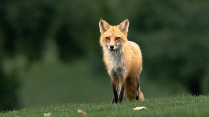 A red fox at home on a golf course