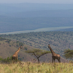 Zwei Giraffen auf den Hügeln von Ruanda