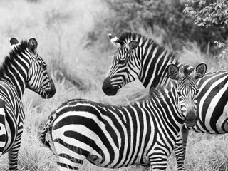Fototapeta na wymiar Zebra familie in Ruanda, Nationalpark
