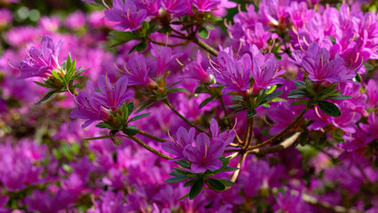 Closeup of flowers of Rhododendron 'Kiritsubo' in a garden in Spring - obrazy, fototapety, plakaty