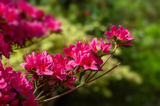 Closeup of flowers
 of Rhododendron 'Hinode-giri' in a garden in Spring