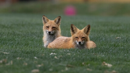 A red fox at home on a golf course