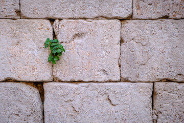 Wall with Parietaria officinalis, a species of plants belonging to the Urticaceae family. Very common growing on walls of abandoned buildings, old walls and ruins.