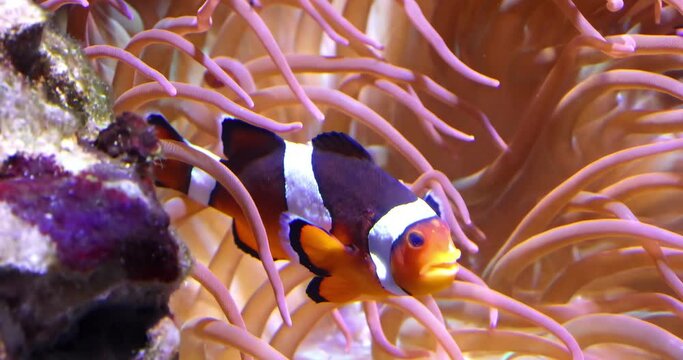 A clownfish or anemonefish, are fishes from the subfamily Amphiprioninae in the family Pomacentridae.