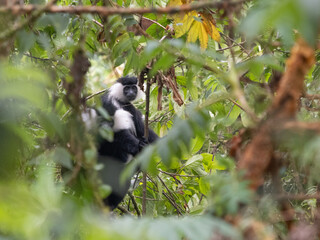 Colobos Affen in Ruanda