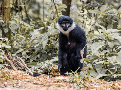 Vollbartmeerkatze in Ruanda, Nationalpark