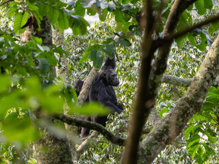 Wild Gorilla Mother in Rwanda, Volcano National Park