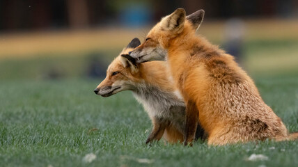 A red fox at home on a golf course