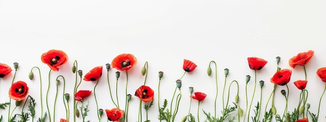 Anzac Day, poppy flowers on white background. Remembrance day symbol.