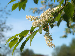 branches of blooming bird cherry