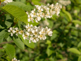 branches of blooming bird cherry
