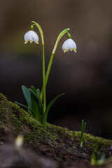 Snowdrop in closeup macro covered in morning dew