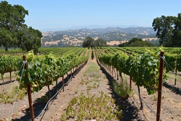 Fototapeta na wymiar Vineyards with long rows of grapevines