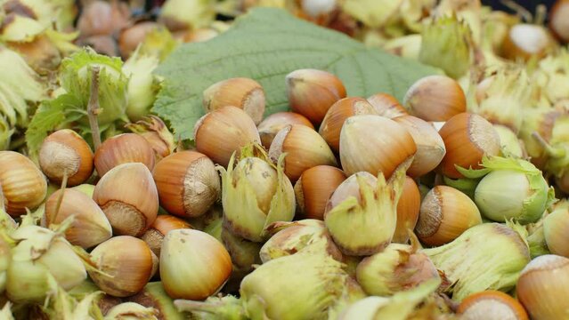 Close-up of ripe hazelnuts in nutshells drying. Macro big pile of raw fresh picked nuts fruit pan shot. Harvest autumn farm time. Healthy natural vegan food, eco-friendly organic bio products, cobnut