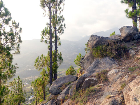pine trees with rocks and distant mountains