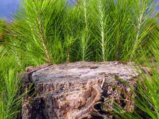 A cut stump of a pine tree with newly grown shoots