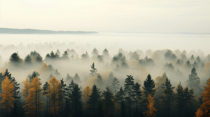Fototapeta premium fog over the tree
