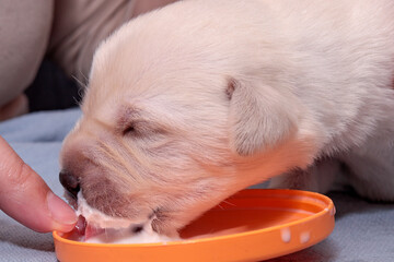 Delicious milk for the little Labrador puppy. She is happily lapping it up.