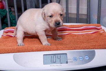 The blonde Labrador puppy is on a baby scale. She weighs 1040 grams. - obrazy, fototapety, plakaty