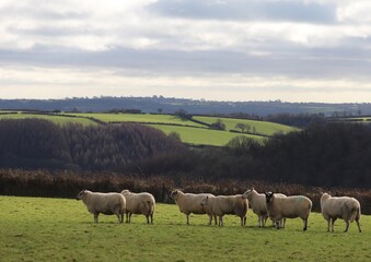 In the tranquil pasture, the sheep graze peacefully, their woolly coats swaying gently in the...